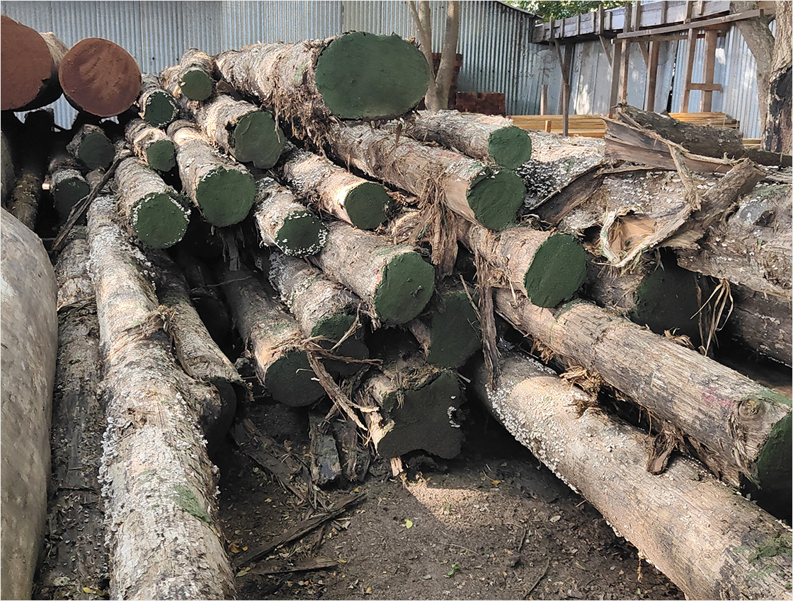 Teak Wood in Kanchipuram