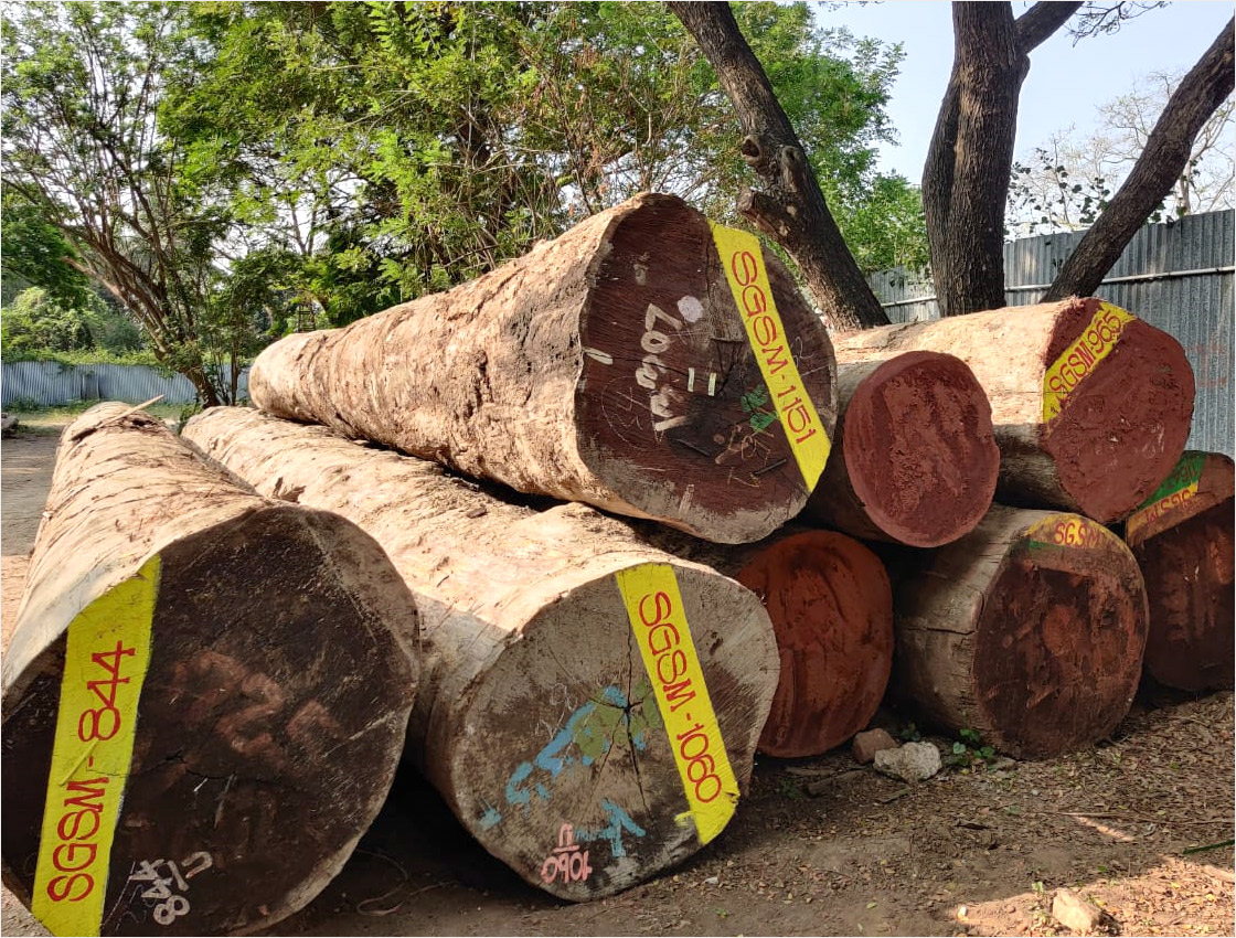 Vengai in Kanchipuram