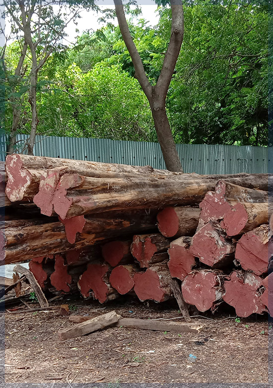 Teak Wood in Arakkonam