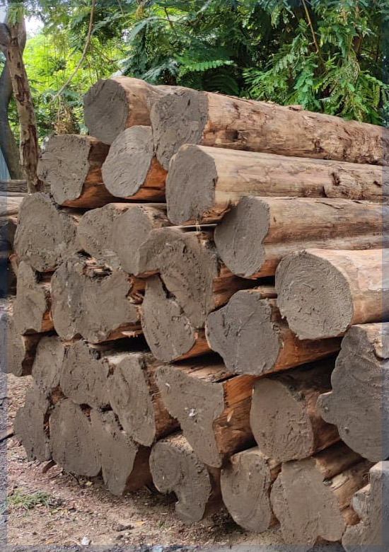 Teak Wood in Cheyyar