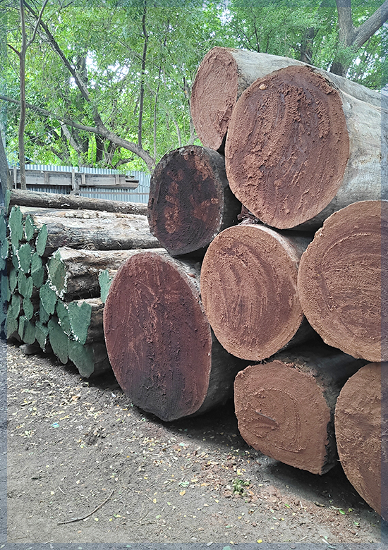 Teak Wood in Kanchipuram