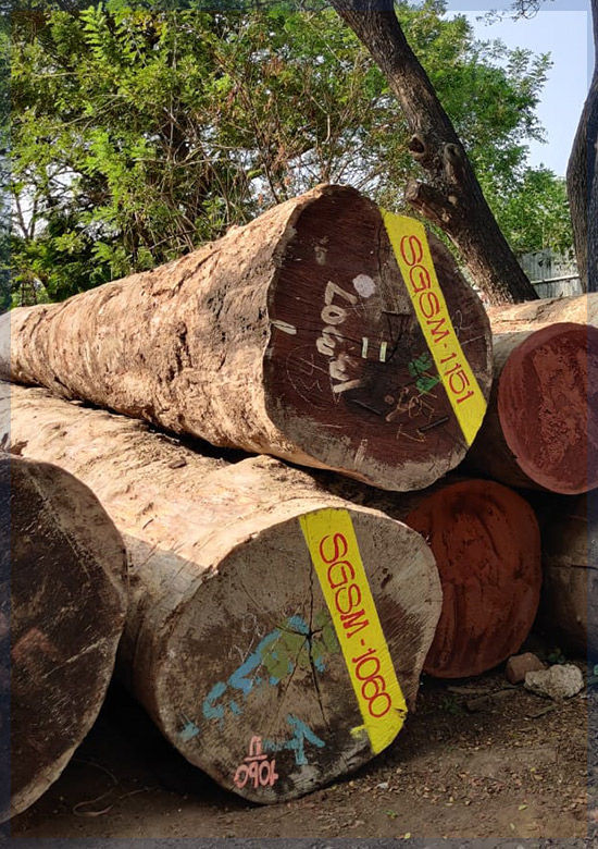 Teak Wood in Walajabad